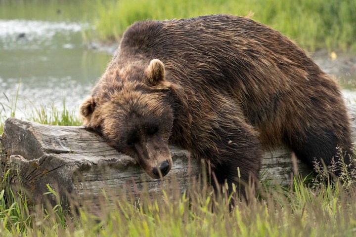 bear resting on log