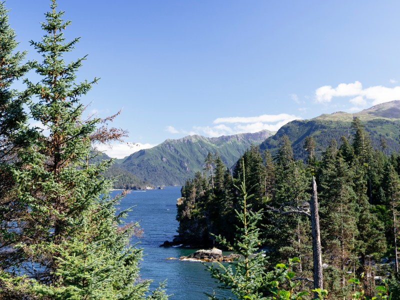 trees and mountains in Homer