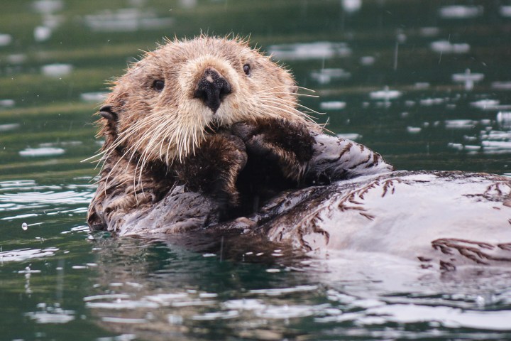 otter on back in Tutka Bay