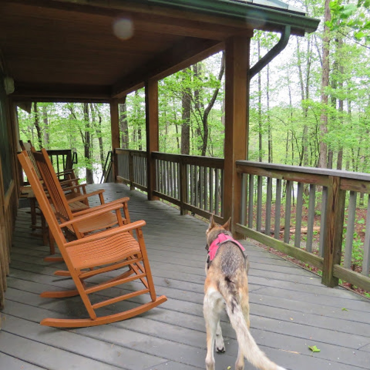 dog on porch